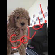 Maltipoo - Both