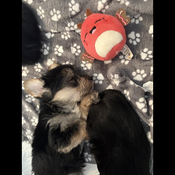 Maltipoo - Both