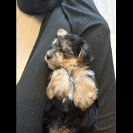 Maltipoo - Both