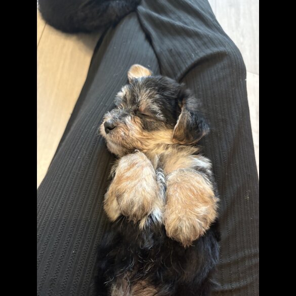 Maltipoo - Both