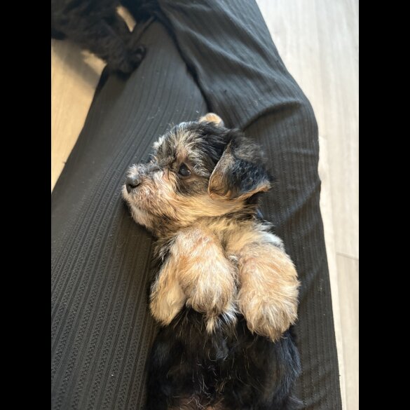 Maltipoo - Both