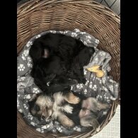 Maltipoo - Both