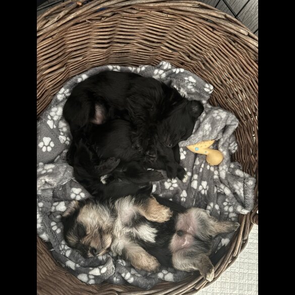 Maltipoo - Both