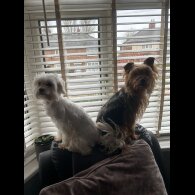 Maltipoo - Both