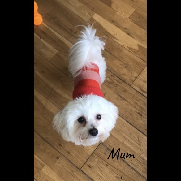 Maltipoo - Both