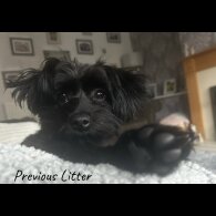 Maltipoo - Both