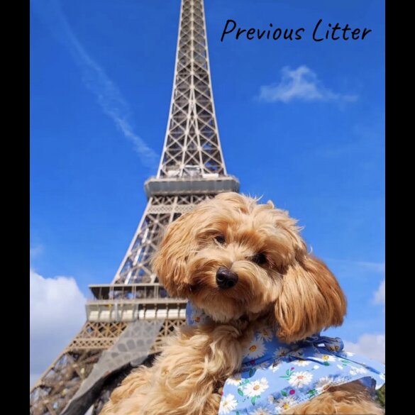 Maltipoo - Both