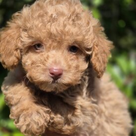 Maltipoo - Both