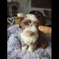Tibetan Terrier - Dogs