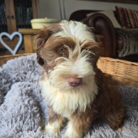 Tibetan Terrier - Dogs