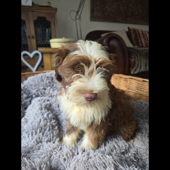 Tibetan Terrier - Dogs