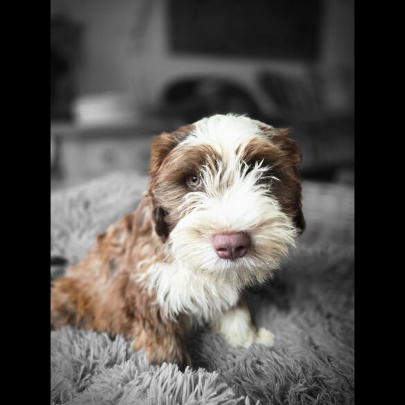 Tibetan Terrier - Dogs