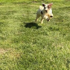 Tibetan Terrier - Bitches