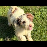 Tibetan Terrier - Bitches