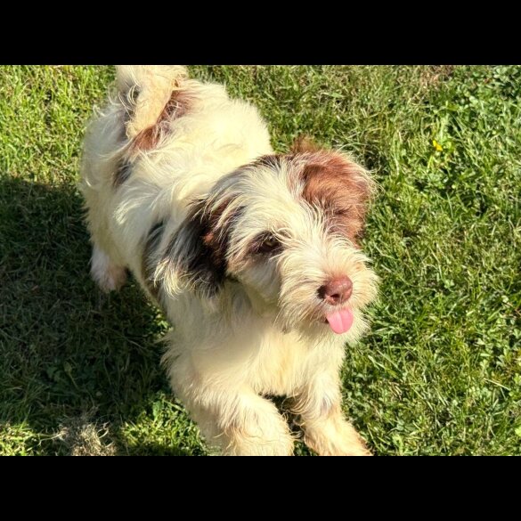Tibetan Terrier - Bitches