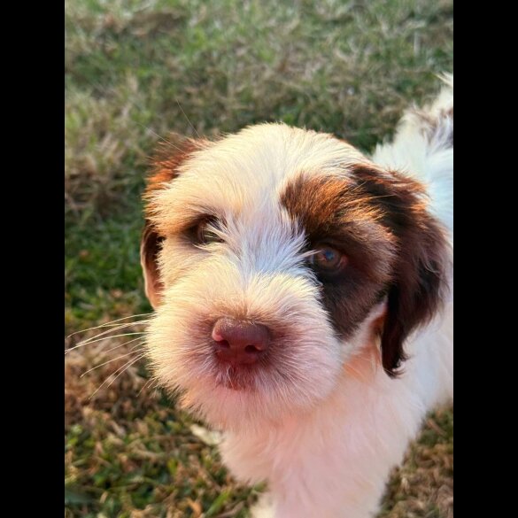 Tibetan Terrier - Bitches