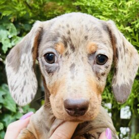 Dachshund (Standard &amp; Miniature) - Both