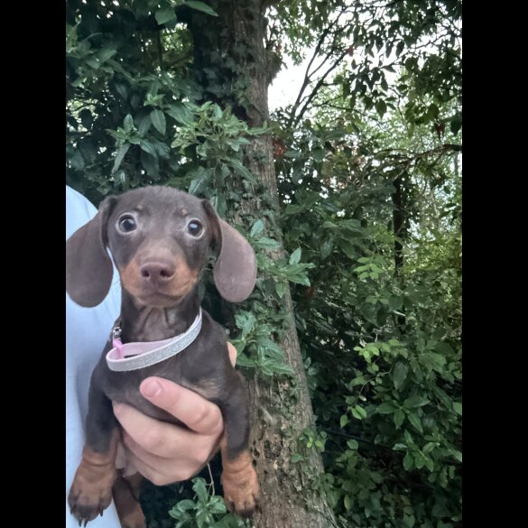 Dachshund (Standard &amp; Miniature) - Both