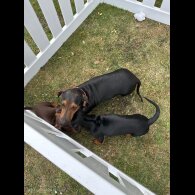 Dachshund (Standard &amp; Miniature) - Both