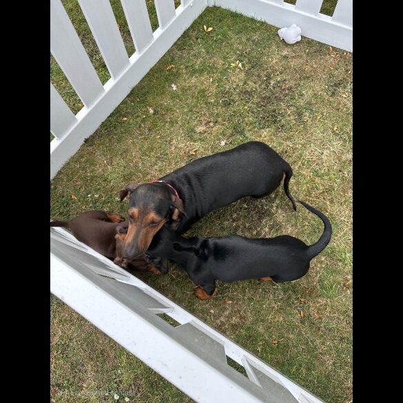 Dachshund (Standard &amp; Miniature) - Both