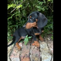 Dachshund (Standard &amp; Miniature) - Both