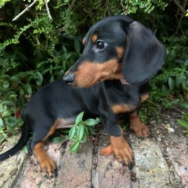 Dachshund (Standard &amp; Miniature) - Both