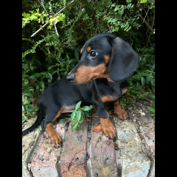 Dachshund (Standard &amp; Miniature) - Both