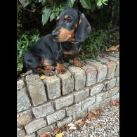 Dachshund (Standard &amp; Miniature) - Both