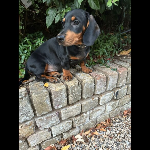Dachshund (Standard &amp; Miniature) - Both