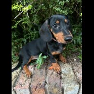 Dachshund (Standard &amp; Miniature) - Both