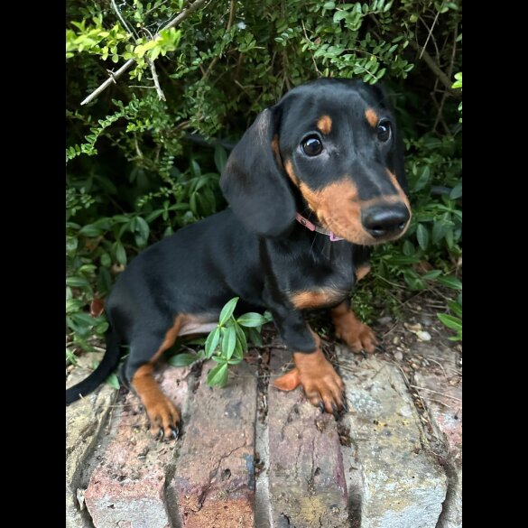 Dachshund (Standard &amp; Miniature) - Both