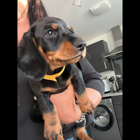 Dachshund (Standard &amp; Miniature) - Dogs