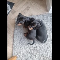 Dachshund (Standard &amp; Miniature) - Dogs