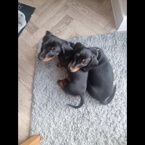 Dachshund (Standard &amp; Miniature) - Dogs