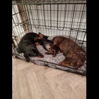 Dachshund (Standard &amp; Miniature) - Dogs
