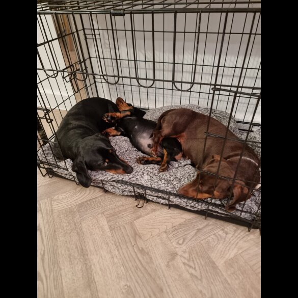 Dachshund (Standard &amp; Miniature) - Dogs