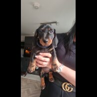 Dachshund (Standard &amp; Miniature) - Dogs