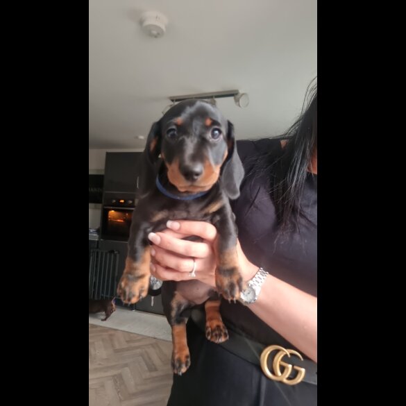 Dachshund (Standard &amp; Miniature) - Dogs
