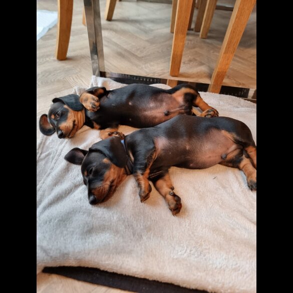 Dachshund (Standard &amp; Miniature) - Dogs