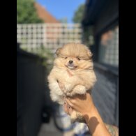 Pomeranian - Dogs