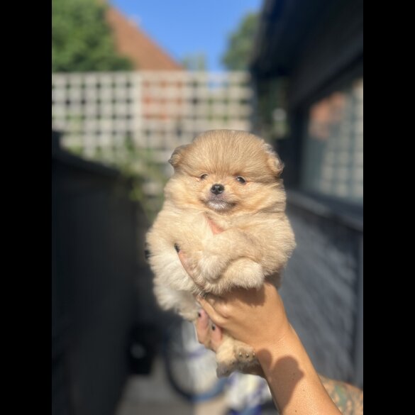Pomeranian - Dogs