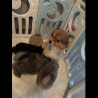 Pomeranian - Dogs