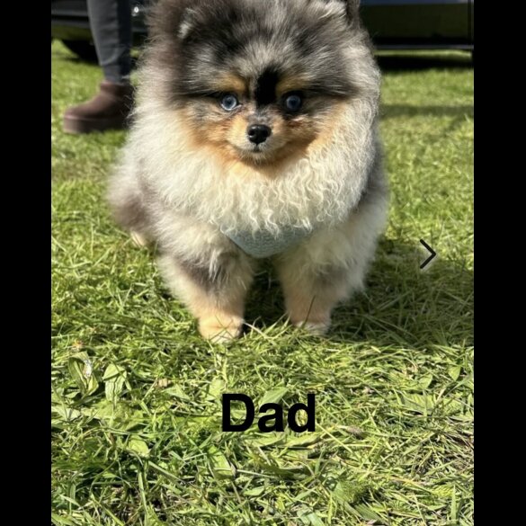 Pomeranian - Dogs