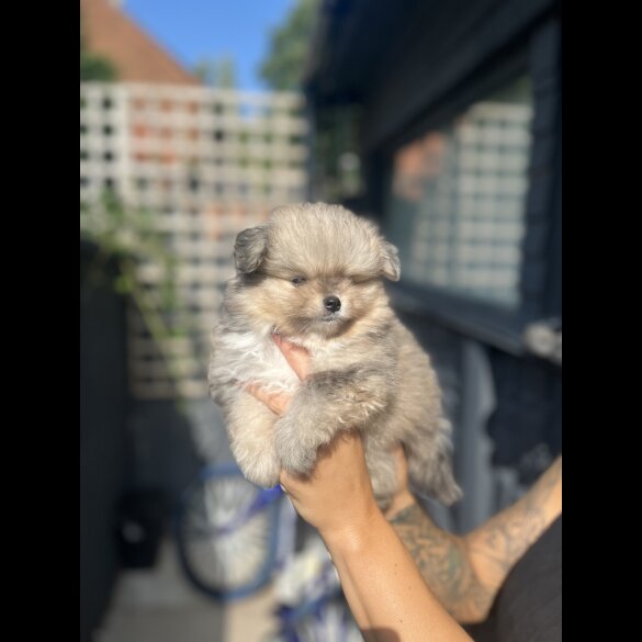 Pomeranian - Dogs