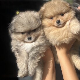 Pomeranian - Dogs