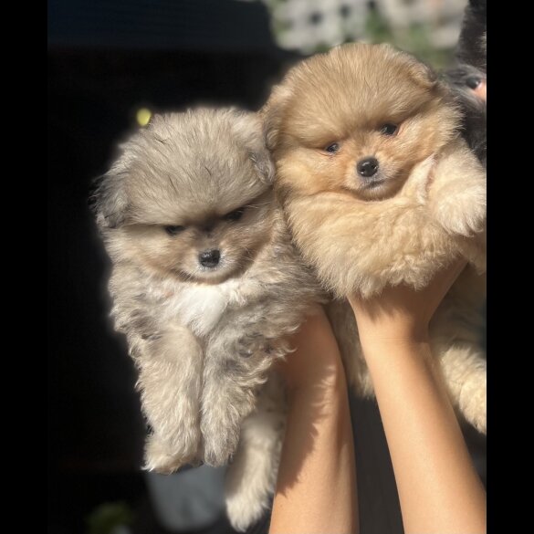 Pomeranian - Dogs