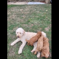 Goldendoodle - Both