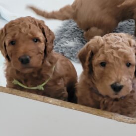 Goldendoodle - Both