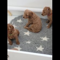 Goldendoodle - Both