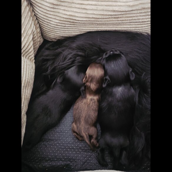 Yorkshire Terrier - Dogs